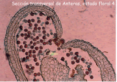 anteras