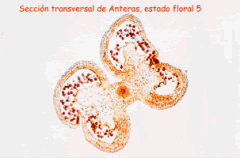 anteras